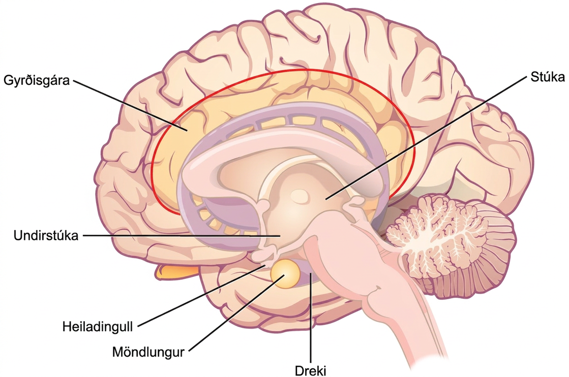 Illustration shows parts of the limbic system. The thalamus and hypothalamus are located in the cavity in the center of the cerebral cortex. The cingulate gyrus is part of the cerebral cortex that wraps around the upper part of the basal ganglia. The hippocampus is part of the cerebral cortex located beneath the thalamus. The amygdala is located at the end of the basal ganglia, and sits beside the pituitary.