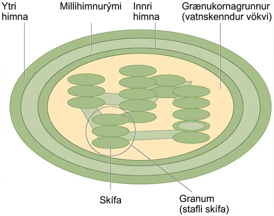 This illustration shows a chloroplast, which has an outer membrane and an inner membrane. The space between the outer and inner membranes is called the intermembrane space. Inside the inner membrane are flat, pancake-like structures called thylakoids. The thylakoids form stacks called grana. The liquid inside the inner membrane is called the stroma, and the space inside the thylakoids is called the thylakoid space.