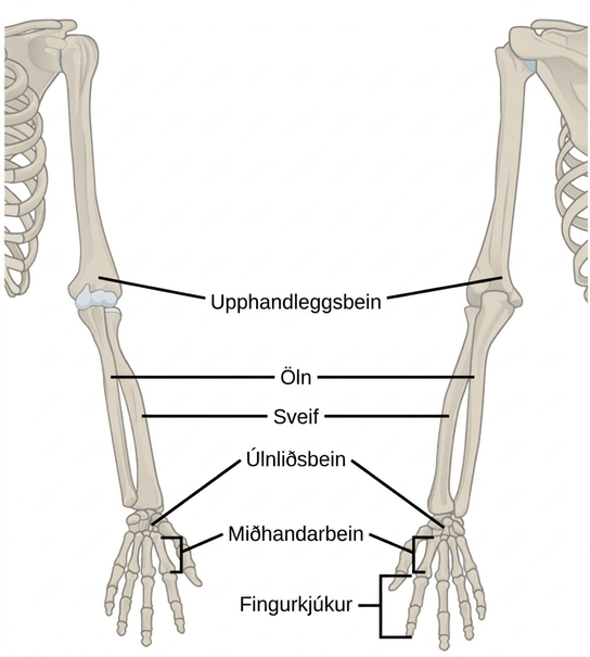 Illustration shows a skeletal human arm. The humerus is the bone of the upper arm. The radius is the thick bone in the forearm, on the side of the thumb and the ulna is the thin bone on the side of the pinkie finger. The carpals are the bones of the wrist, the metacarpals are bones of the hand, and phalanges are bones of the fingers.