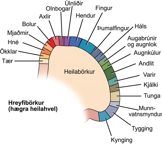 Diagram shows the location of motor control for various muscle groups on the right hemisphere cerebral cortex. From the top middle of the motor cortex to the bottom right, the order of areas controlled is toes, ankles, knees, hips, trunk, shoulders, elbows, wrists, hands, fingers, thumbs, neck, eyebrows and eyelids, eyeballs, face, lips, jaw, tongue, salivation, chewing and swallowing.