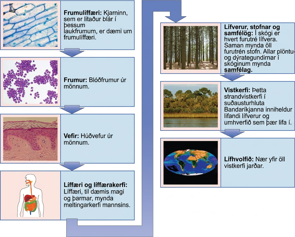 A flow chart shows the hierarchy of living organisms. From smallest to largest, this hierarchy includes: (1) Organelles, such as nuclei, that exist inside cells. (2) Cells, such as a white blood cell. (3) Tissues, such as human skin tissue. (4) Organs such as the stomach make up the human digestive system, an example of an organ system. (5) Organisms, populations, and communities. In a forest, each pine tree is an organism. Together, all the pine trees make up a population. All the plant and animal species in the forest comprise a community. (6) Ecosystems: the coastal ecosystem in the Southeastern United States includes living organisms and the environment in which they live. (7) The biosphere: encompasses all the ecosystems on Earth.