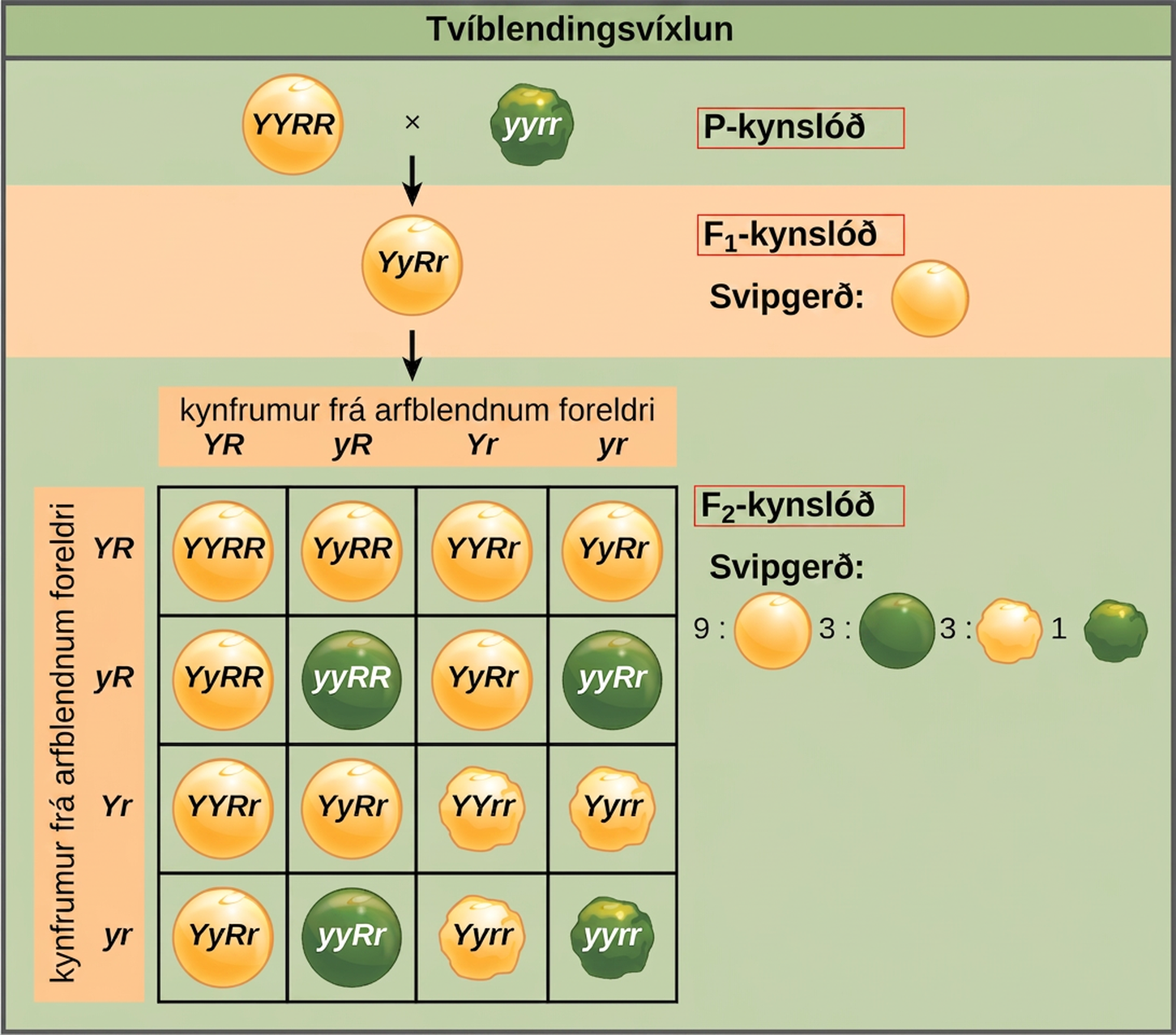 This illustration shows a dihybrid cross between pea plants. In the upper case P generation, a plant that has the homozygous dominant phenotype of round, yellow peas is crossed with a plant with the homozygous recessive phenotype of wrinkled, green peas. The resulting F subscript 1 baseline offspring have a heterozygous genotype and round, yellow peas. Self-pollination of the F subscript 1 baseline generation results in F subscript 2 baseline offspring with a phenotypic ratio of 9 colon 3 colon 3 colon 1 for yellow round, green round, yellow wrinkled and green wrinkled peas, respectively.