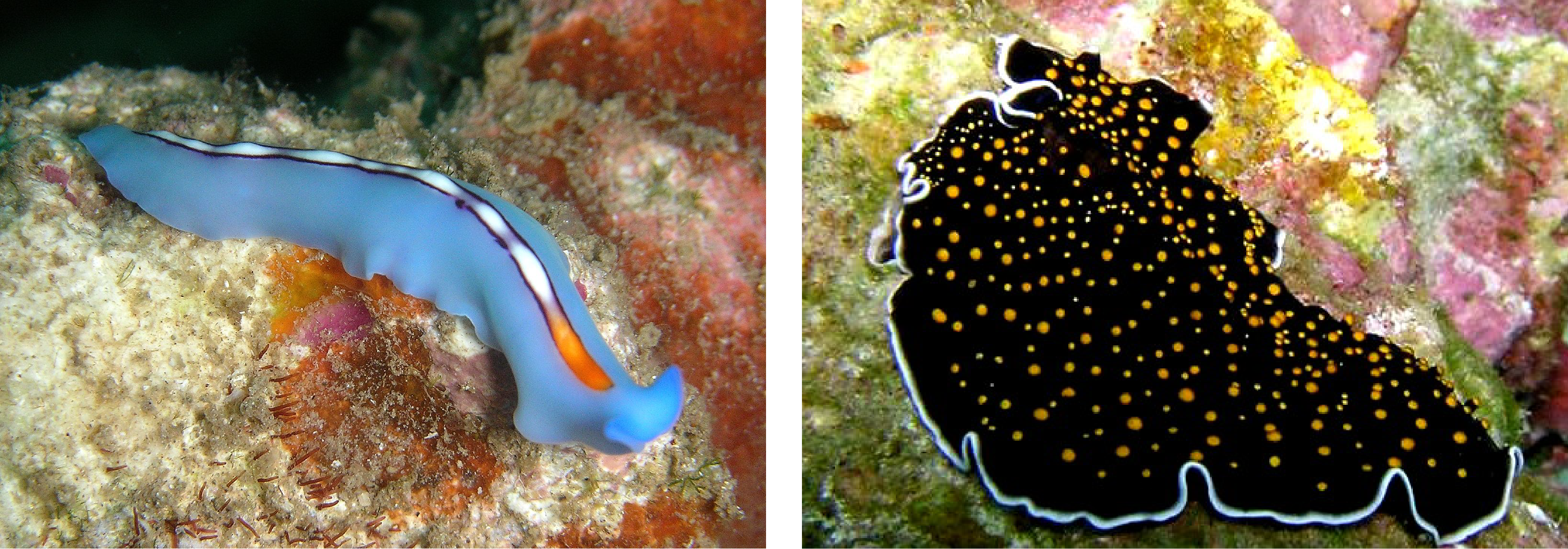 This image shows two flatworms with significant physical diversity. One flatworm is brightly colored, and is long and tubular. The other flatworm is broad, and flat, and a dark color.