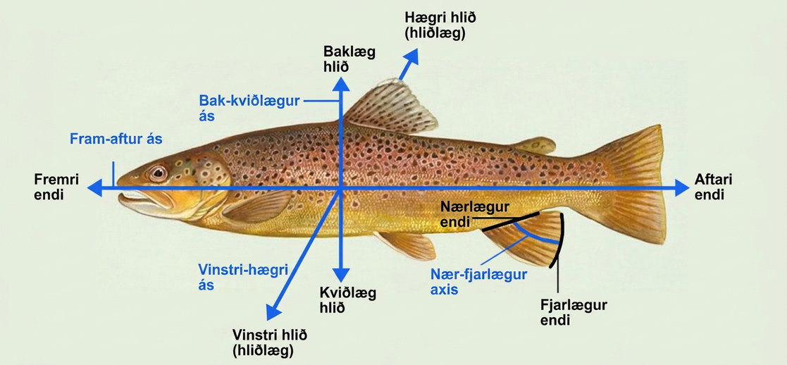 Illustration shows a fish dissected by lines into anterior (front) and posterior (rear) ends and dorsal (top) and ventral (bottom) surfaces. It also indicates that where the fish's fin contacts its body is the proximal end, and the outer edge of the fin is the distal end.