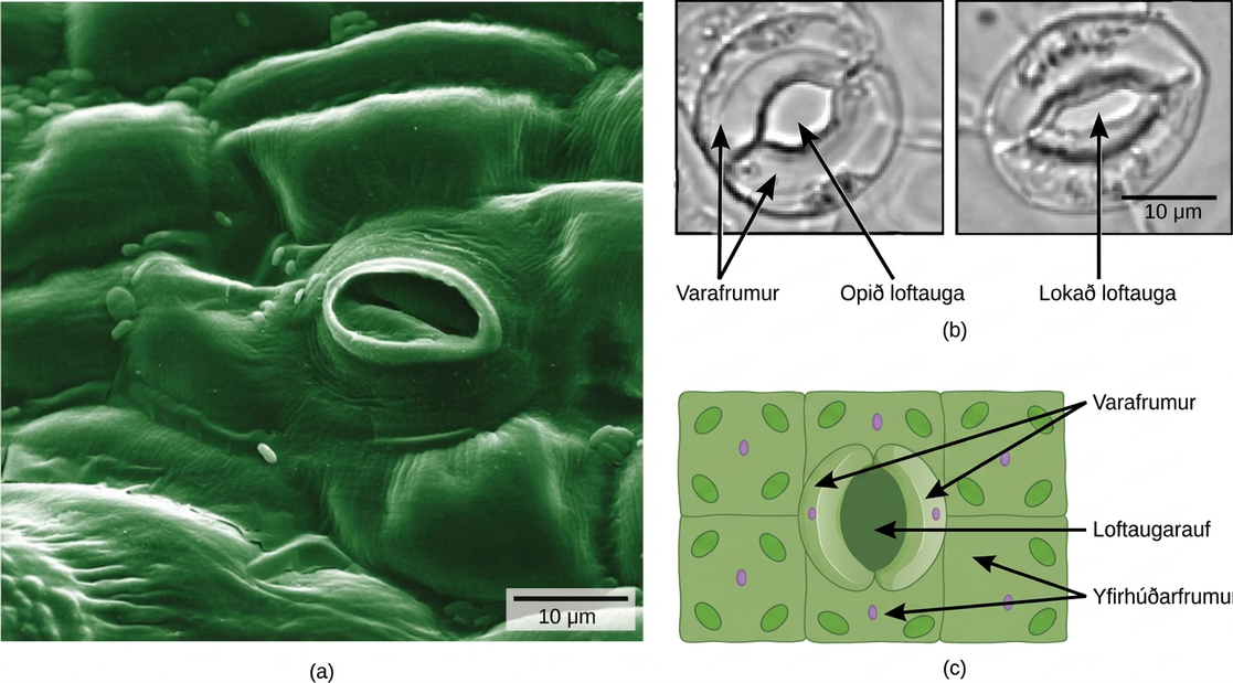 The electron micrograph in part A shows the lumpy, textured surface of a leaf epidermis. Individual cells look like pillows arranged side by side and fused together. In the center of the image is an oval pore about 10 microns across. Inside the pore, closed guard cells have the appearance of sealed lips. The two light micrographs in part B shows two kidney-shaped guard cells. In the left image, the stoma is open and round. In the right image, the stoma is closed and oval shaped. Part C is an illustration of the leaf epidermis with a oval stomatal pore in the center. Surrounding this pore are two kidney-shaped guard cells. Rectangular epidermal cells surround the guard cells.