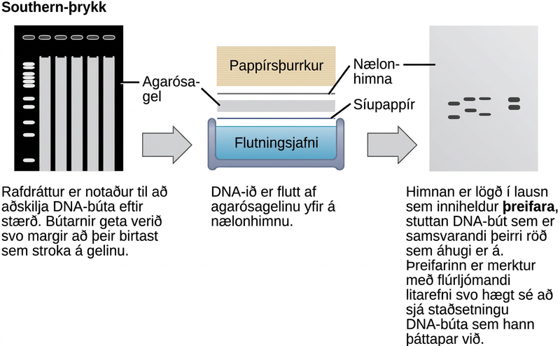 In Southern blotting, D N A is separated on the basis of size by agarose gel electrophoresis. The fragments run through the gel from top to bottom. In the gel shown in this figure, there are so many D N A fragments they appear as a smear in each lane. The D N A from the gel is transferred to a nylon membrane. To do so, the gel is sandwiched between filter paper and the membrane and placed in transfer buffer. Paper towels above the gel wick up the moisture and assist in the transfer. The nylon membrane is then incubated with a radioactively or fluorescently labeled probe that is complementary to the sequence of interest. Discrete bands appear where the sequence of interest is located.