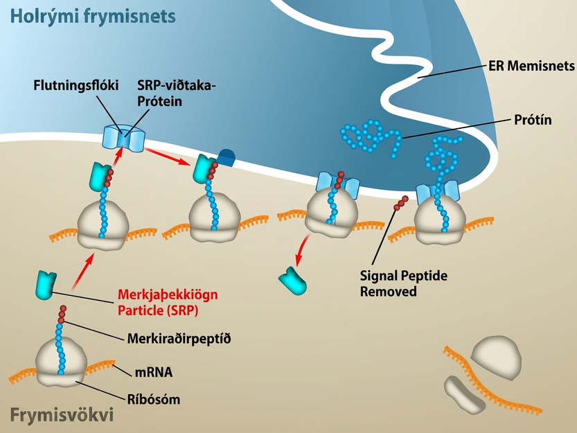 In the cytosol, the m R N A and Ribosome complex have a signal peptide that bonds with a signal recognition particle. Once combined, they interact with a translocation complex and signal recognition particle receptor protein in the E R Membrane. The protein is then removed from the ribosome complex and goes across the E R Membrane into the E R Lumen.