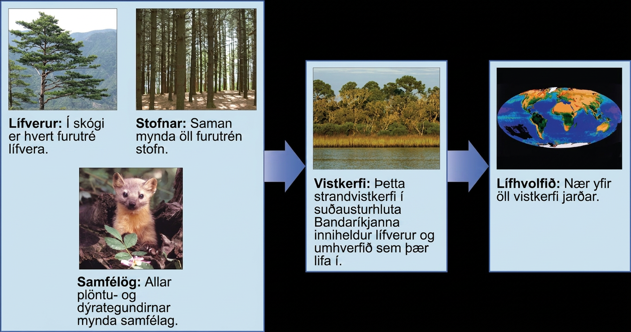 The figure gives an overview of some biological levels of organization with example photos. Each individual pine tree (pictured) in a forest is an organism. Together, all the pine trees in a forest (pictured) make up a population. All the plant and animal species comprise a community, pictured as a marmot on a forest floor. Those three levels are grouped in a box with an arrow to the larger level of an ecosystem, which includes living organisms and the environment they live in. An example is a coastal ecosystem in the southeastern United states, pictured as a body of water, behind which is a stand of tall grasses developing into more dense vegetation and trees as distance from the water increases. A final arrow points to the level of a biosphere, encompassing all ecosystems on Earth and pictured as a map of the Earth showing vegetation patterns.