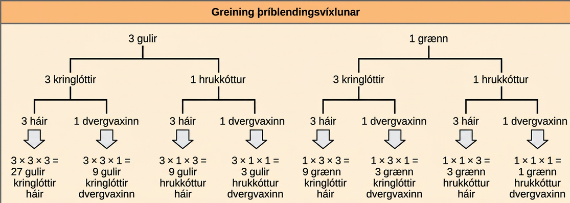 A forked-line diagram is shown for the F subscript 2 baseline generation of a trihybrid cross of pea plants with the dominant yellow, round, and tall phenotype with pea plants of the recessive green, wrinkled, dwarf phenotype. The top row shows that the color ratio is 3 yellow to 1 green in the F subscript 2 baseline generation. The second row shows that the probability that plants of either pea color having the round or wrinkled texture is 3 to 1. The third row shows that the probability of plants with either of the above textures having a round or wrinkled phenotype is 3 to 1. The probability of all three phenotypes occurring together is determined by multiplying each individual probability together. The probability ratio is 27 yellow slash round slash tall colon; 9 yellow slash round slash dwarf, colon, 9 yellow slash wrinked slash tall, colon, 3 yellow slash wrinkled slash dwarf, colon, 9 green slash round slash tall, colon, 3 green slash round slash dwarf, colon 3 green slash wrinkled slash tall, colon, 1 green slash wrinkled slash dwarf.