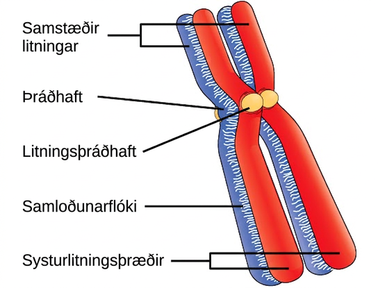 This illustration depicts two pairs of sister chromatids joined together to form homologous chromosomes. The chromatids are pinched together at the centromere and held together by the kinetochore. A protein lattice called a synaptonemal complex fuses the homologous chromosomes together along their entire length.
