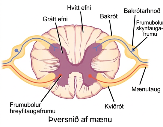 Illustration shows a cross section of the spinal cord. The gray matter forms an X inside the white matter. A spinal nerve extends from the left arm of the X, and another extends from the left leg of the X. The two nerves join together to the left of the spine. The right arm and leg of the X form a symmetrical nerve. The part of the nerve that exits from the leg of the X is called the ventral root, and the part that exits from the arm of the X is called the dorsal root. The ventral root is on the belly side, and the dorsal root is on the back side. The dorsal root ganglion is a bulge halfway between where the nerve leaves the spine and where the dorsal and ventral roots join. Sensory neuron somas cluster in the dorsal root. Motor neuron somas cluster in the gray matter in the leg of the X. Motor neuron axons are bundled in the ventral root.