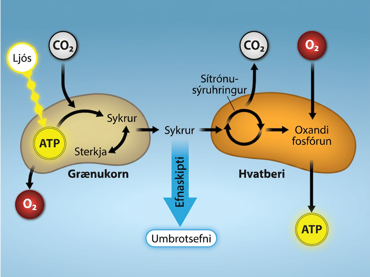 Light energy enters a chloroplast and is converted to A T P. The A T P enters a process to reduce C O 2 to sugars. This process produces oxygen. On the other side of the image, the sugars enter the citric acid cycle. They give off C O 2. Then, oxidative phosphorylation consumes O 2 and A T P is produced. Metabolites are given off.