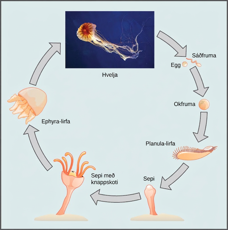 The illustration shows the lifecycle of a jellyfish, which begins when sperm fertilizes an egg, forming a zygote. The zygote divides and grows into a planula larva, which looks like a swimming millipede. The planula larva anchors itself to the sea bottom and grows into a tube-shaped polyp. The polyp forms tentacles. Buds break off from the polyp and become dome-shaped ephyra, which resemble small jellyfish. The ephyra grow into medusas, the mature forms of the jellyfish.