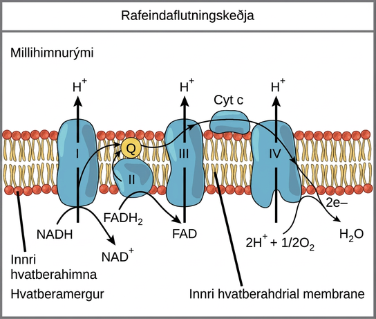 This illustration shows the electron transport chain embedded in the inner mitochondrial membrane. The electron transport chain consists of four electron complexes. Complex I oxidizes N A D H to N A D superscript plus sign baseline; and simultaneously pumps a proton across the membrane to the intermembrane space. The two electrons released from N A D H are shuttled to coenzyme Q, then to complex I I I, to cytochrome c, to complex I V, then to molecular oxygen. In the process, two more protons are pumped across the membrane to the intermembrane space, and molecular oxygen is reduced to form water. Complex I I removes two electrons from F A D H subscript 2 baseline, thereby forming F A D. The electrons are shuttled to coenzyme Q, then to complex I I I, cytochrome c, complex I V, and molecular oxygen as in the case of N A D H oxidation.