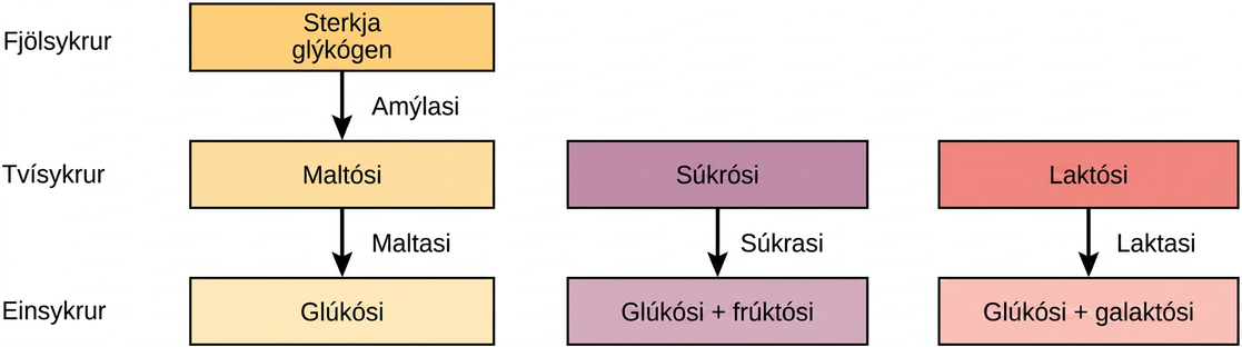 Ferlar við niðurbrot sterkju, glýkógens, súkrósa og laktósa eru sýndir. Sterkja og glýkógen brotna niður í maltósa með amýlasa. Maltósi brotnar síðan niður í glúkósa með maltasa. Súkrósi brotnar niður í glúkósa og frúktósa með súkrasa. Laktósi brotnar niður í glúkósa og galaktósa með laktasa.