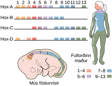 This illustration shows the four clusters of Hox genes found in vertebrates: Hox A, Hox B, Hox C, and Hox D. There are 13 Hox genes, but not all of them are found in each cluster. In both mice and humans, genes 1 through 4 regulate the development of the head. Genes 5 and 6 regulate the development of the neck. Genes 7 and 8 regulate the development of the torso, and genes 9 through 13 regulate the development of the arms and legs.