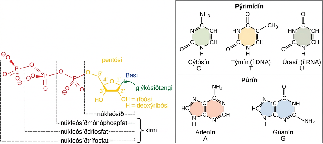llustration depicts the structure of a nucleoside, which is made up of a pentose with a nitrogenous base attached at the 1 prime position. There are two kinds of nitrogenous bases: pyrimidines, which have one six-membered ring, and purines, which have a six-membered ring fused to a five-membered ring. Cytosine, thymine, and uracil are pyrimidines, and adenine and guanine are purines. A nucleoside with one phosphate attached at the 5 prime position is called a nucleoside monophosphate. A nucleoside with two or three phosphates attached is called a nucleoside diphosphate or nucleoside triphosphate, respectively.