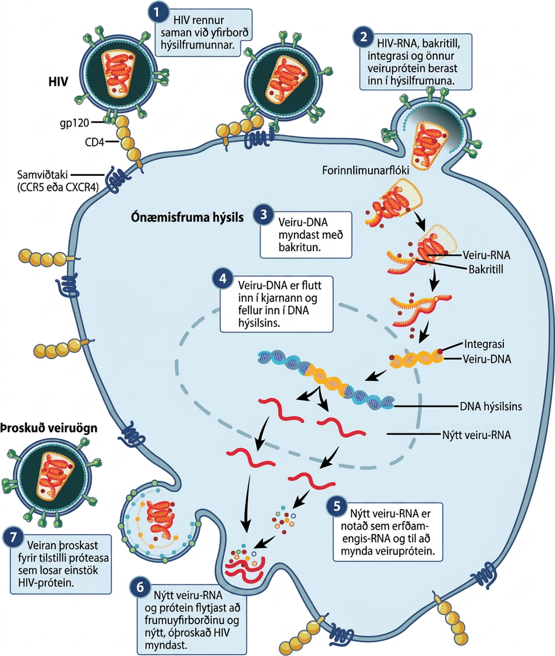 The illustration shows the steps in the H I V life cycle. In step 1, g p 120 glycoproteins in the viral envelope attach to a C D 4 receptor on the host cell membrane. The glycoproteins then attached to a co-receptor, C C R 5 or C X C R 4, and the viral envelope fuses with the cell membrane. In step 2, H I V R N A, reverse transcriptase, integrase, and other viral proteins are released into the host cell. In step 3, viral D N A is formed from R N A by reverse transcriptase. In step 4, Viral D N A is then transported across the nuclear membrane, where it integrates into the host D N A. In step 5, new viral R N A is made; it is used as genomic R N A and to make viral proteins. In step 6, new viral R N A and proteins move to the cell surface and a new, immature H I V forms. In the final step 7, the virus matures when a protease releases individual H I V proteins.