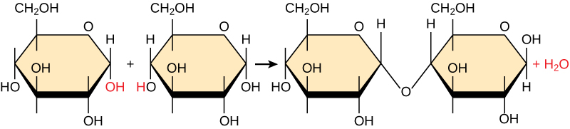 Shown is the reaction of two glucose monomers to form maltose. When maltose is formed, a water molecule is released. The components of the linkage are upper case O upper case H from one glucose molecule combining with one upper case H from the second glucose molecule.
