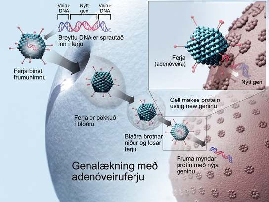 To cure disease using an adenovirus vector, a new gene intended to replace a defective one is packaged with the adenovirus genome. The genes that make the virus pathogenic are removed. The modified D N A is put inside the virus' capsid, or protein coat. The person to be cured is infected with the modified virus. Viral D N A enters the nucleus, where the modified gene can replace the defective one.