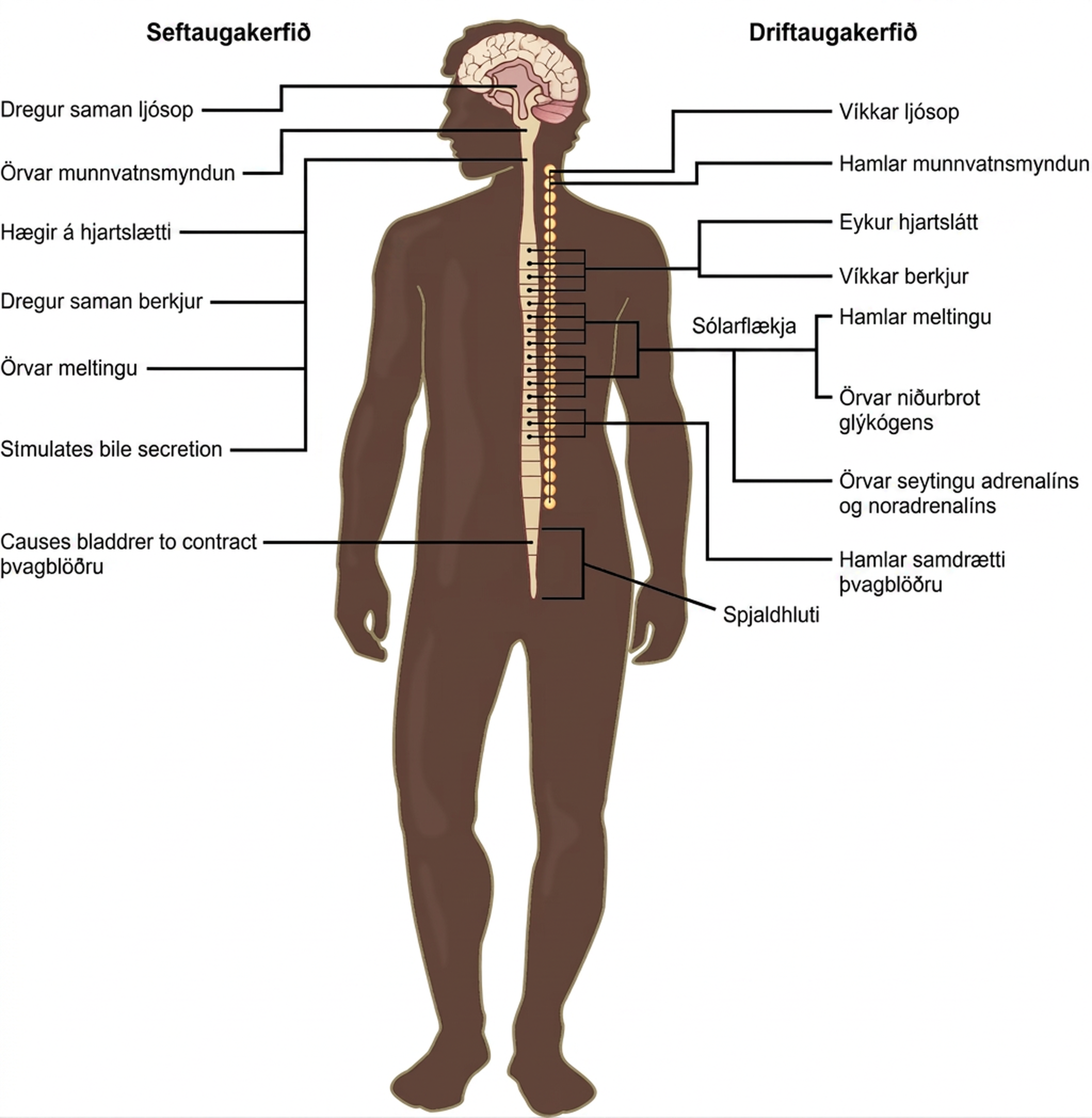 Illustration shows the effects of the sympathetic and parasympathetic systems on target organs, and the placement of the preganglionic neurons that mediate these effects. The parasympathetic system causes pupils and bronchi to constrict, slows the heart rate, and stimulates salivation, digestion, and bile secretion. Preganglionic neurons that mediate these effects are all located in the brain stem. Preganglionic neurons of the parasympathetic system that are located in the sacral cause the bladder to contract. The sympathetic system causes pupils and bronchi to dilate, increases heart rate, inhibits digestion, stimulates the breakdown of glycogen and the secretion of adrenaline and noradrenaline, and inhibits contraction of the bladder. The preganglionic neurons that mediate these effects are all located in the spine.