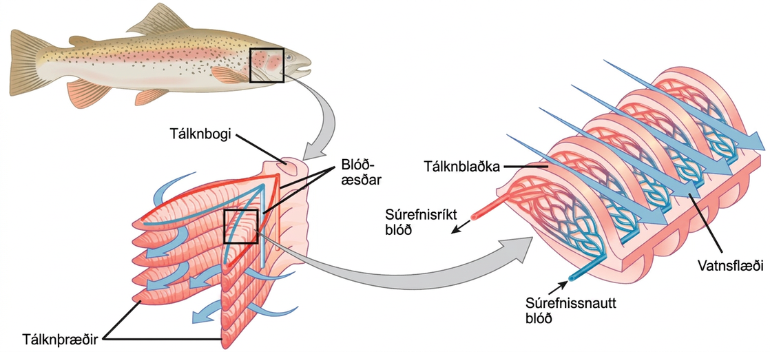 The illustration shows a fish, with a box indicating the location of the gills, behind the head. A close-up image shows the gills, each of which resembles a feathery worm. Two stacks of gills attach to a structure called a columnar gill arch, forming a tall V. Water travels in from the outside of the V, between each gill, then travels out of the top of the V. Arteries from the hearth bring deoxygenated blood into the gill from the base of the gill arch, and arteries travel back out on the opposite side carrying the oxygenated blood toward the organs. A close-up image of a single gill shows that water travels over the gill lamella, passing over arteries with oxygenated blood first, then over the arteries with deoxygenated blood coming from the hearth. A rich capillary network in the lamellae of the gills facilitates the gas exchange.
