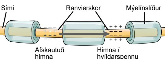 Illustration shows an axon covered in three bands of myelin sheath. Between the sheath coverings the axon is exposed. The uncovered parts of the axon are called nodes of Ranvier. In the illustration, the left node of Ranvier is depolarized such that the membrane potential is positive inside and negative outside. The right membrane of the right node is at the resting potential, negative inside and positive outside. An arrow indicates that the depolarization jumps from the left node to the right, so that the right node becomes depolarized.