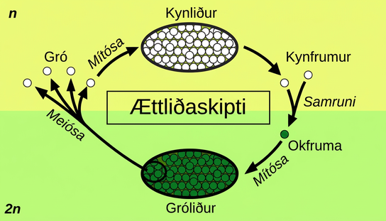 The plant life cycle has haploid and diploid stages. The cycle begins when haploid (1n) spores undergo mitosis to form a multicellular gametophyte. The gametophyte produces gametes, two of which fuse to form a diploid zygote. The diploid (2n) zygote undergoes mitosis to form a multicellular sporophyte. Meiosis of cells in the sporophyte produces 1n spores, completing the cycle.