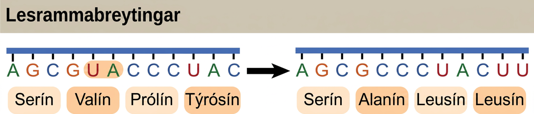 Illustration shows a frameshift mutation in which the reading frame is altered by the deletion of two amino acids.