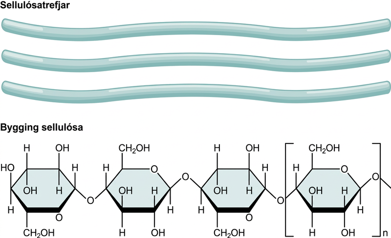 Three cellulose fibers and the chemical structure of cellulose is shown. Cellulose consists of unbranched chains of glucose subunits that form long, straight fibers.