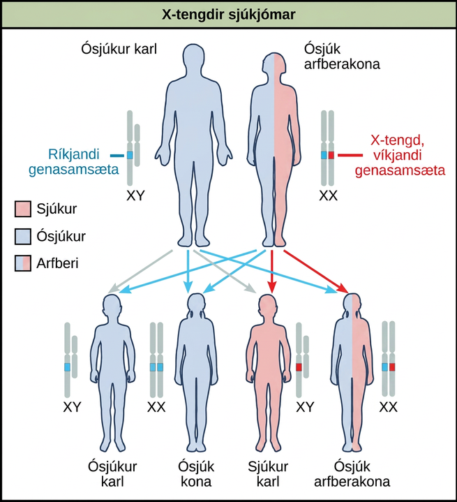 A diagram shows an unaffected male with a dominant allele and an unaffected carrier female with an x-linked recessive allele. Four figures of offspring are shown representing the various resulting genetic combinations: unaffected male offspring, unaffected female offspring, affected male offspring, and unaffected carrier female offspring.