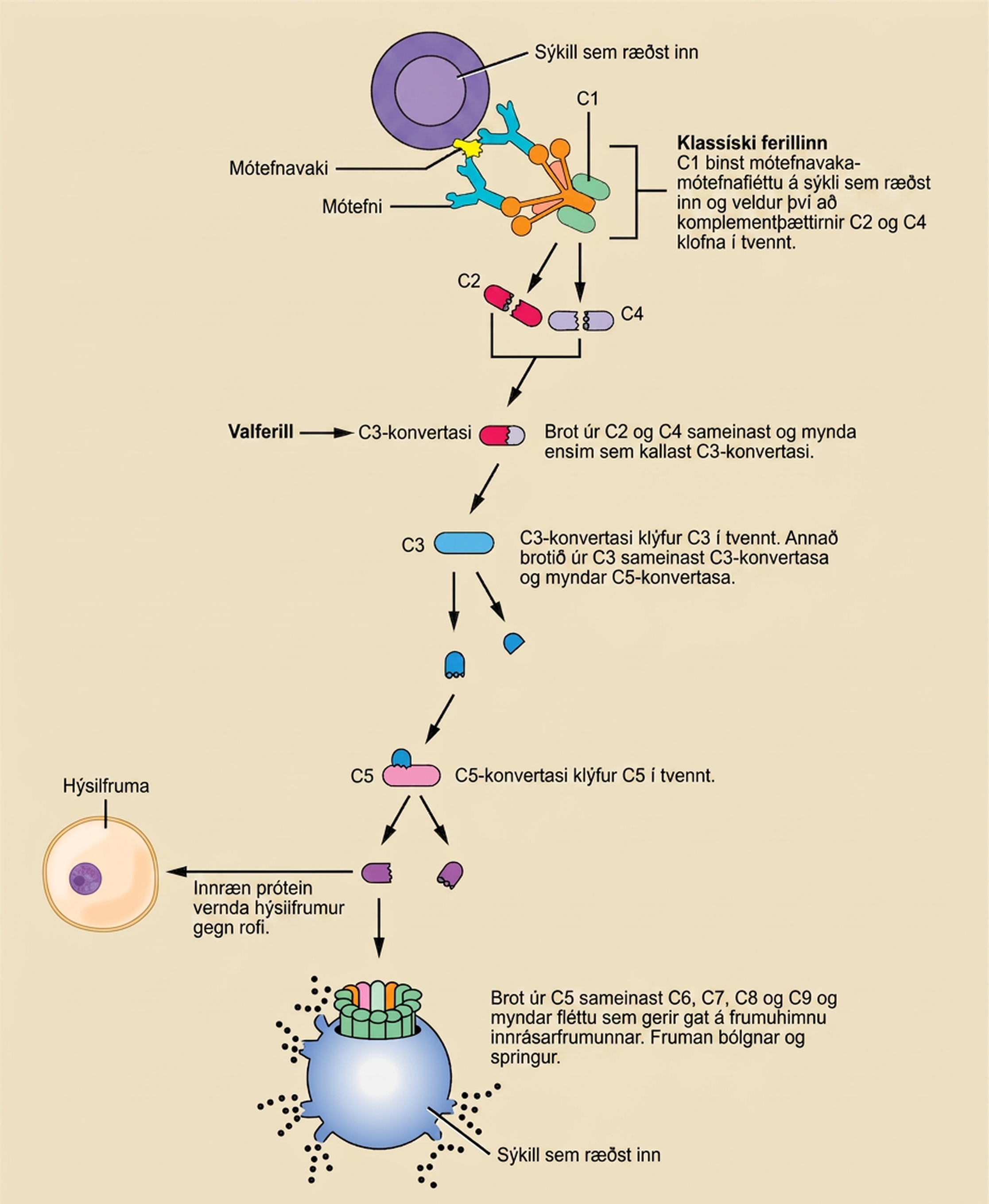 Illustration shows an invading pathogen with an antigen on its surface. In the classic pathway for complement activation, host antibodies bind the antigen, and C 1 binds the antibody. The C 1-antibody complex causes C 2 and C 4 each to split in two. Fragments from C 2 and C 4 each joins together to form an enzyme called C 3 convertase. C 3 convertase splits C 3 in two. One of the fragments from C 3 joins C 3 convertase to form C 5 convertase. C 5 convertase splits C 5 in two. A fragment from C 5 joins C 6, C 7, C 8, and C 9 to form a complex that makes a hole in the plasma membrane for the invading cell. The cell swells and bursts. In the alternative pathway, C 3 convertase spontaneously splits C 3 in two and the rest of the pathway proceeds the same as the classic pathway. Host cells are protected from complement by the presence of endogenous proteins.
