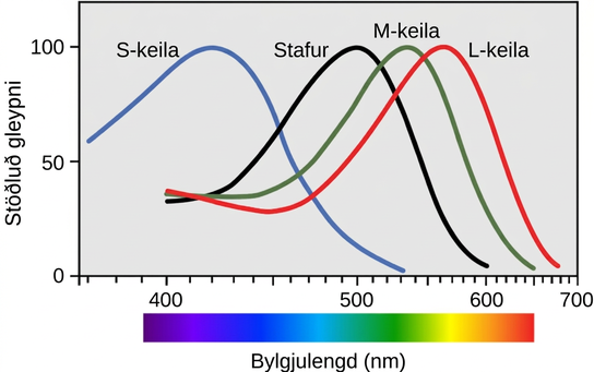 Graf sem sýnir næmi stafa og S-, M- og L-keilna fyrir mismunandi bylgjulengdum ljóss.