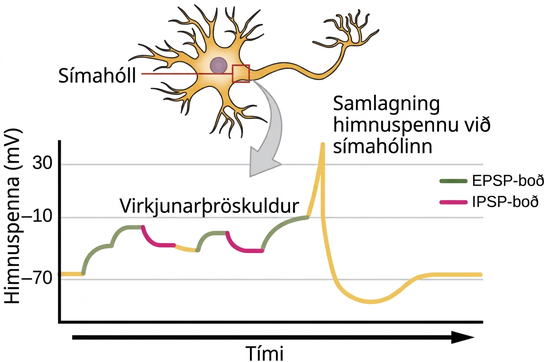 Illustration shows the location of the axon hillock, which is the area connecting the neuron body to the axon. A graph shows the summation of membrane potentials at the axon hillock, plotted as membrane potential in millivolts versus time. Initially, the membrane potential at the axon hillock is minus 70 millivolts. A series of E P S Ps and I P S Ps cause the potential to rise and fall. Eventually, the potential increases to the threshold of excitation. At this point the nerve fires, resulting in a sharp increase in membrane potential, followed by a rapid decrease. The hillock becomes hyperpolarized such that the membrane potential is lower than the resting potential. The hillock then gradually returns to the resting potential.