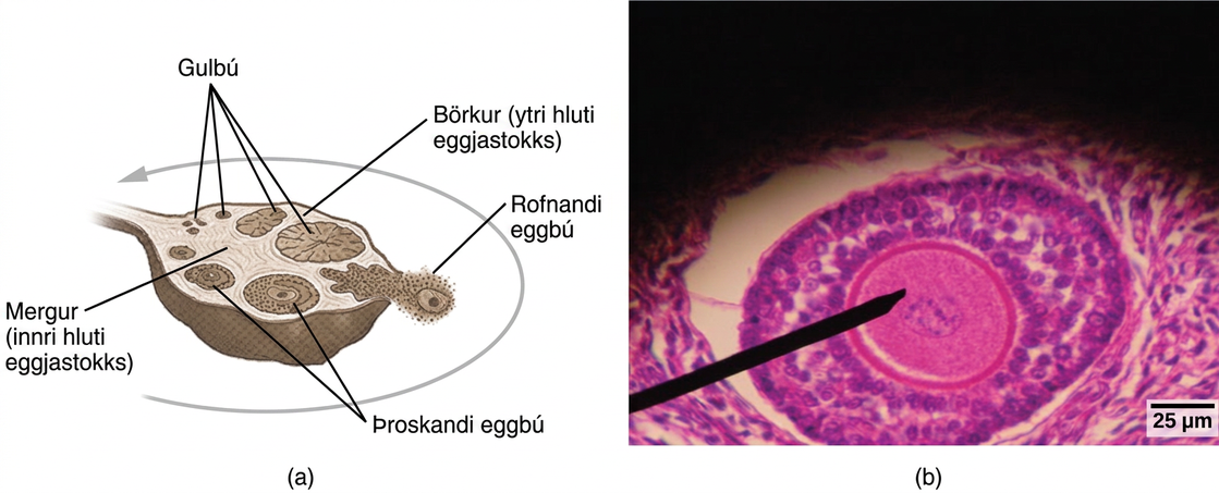 Illustration A shows a cross section of a human ovary, which is oval with a stem-like structure at one end that anchors it to the uterus. The central part of the ovary is the medulla, and the outer part is the cortex. Follicles exist in the cortex. Small, immature follicles are located near this stem-like structure. As a follicle matures, it grows and moves toward the edge of the ovary opposite the stem, it ruptures, releasing the egg. The follicle is now called a corpus luteum. The corpus luteum matures and moves back toward the stem, along the opposite edge of the ovary from which the follicle matured. The corpus luteum shrinks and eventually disintegrates. The light micrograph in illustration B shows an oval follicle with a large oocyte located at the center. Around the oocyte are much smaller cells.