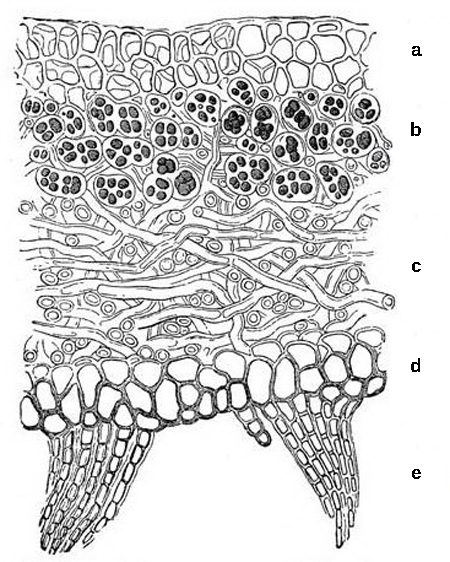 The lichen has multiple layers. The top layer, or upper cortex, is made up of compact fungal hyphae that provide protection to the lichen. Beneath this layer is the algal zone, where fungal hyphae wrap around the photosynthetic algal cells. Below the algal zone is a layer known as the medulla, which is comprised of more loosely arranged fungal hyphae. Beneath the medulla lies the lower cortex, which, like the upper cortex, is comprised of compact fungal hyphae that provide protection to the lichen. Projections beneath the lower cortex anchor the lichen to its substrate.