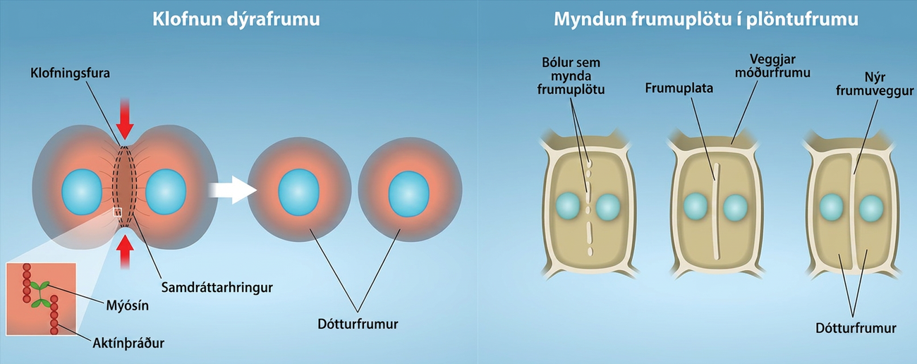 Part a: This illustration shows cytokinesis in a typical animal cell. Part b: Cytokinesis is shown in a typical plant cell. In an animal cell, a contractile ring of actin filaments forms a cleavage furrow that divides the cell in two. In a plant cell, Golgi vesicles coalesce at the metaphase plate. A cell plate grows from the center outward, and the vesicles form a plasma membrane that divides the cytoplasm.
