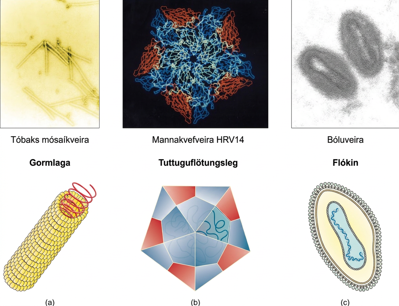 Figure a is a helical virus which has a long linear structure. The outer proteins are small spheres arranged into a long, hollow tube. Inside the tube is the genetic material. Tobacco mosaic virus is an example of a helical virus. Figure b is an icosahedral virus which has a polyhedron structure. The example shown is human rhinovirus which has a pentagon structure. Complex viruses have a more complex structure in figure C. The example is variola which has an ovoid structure.