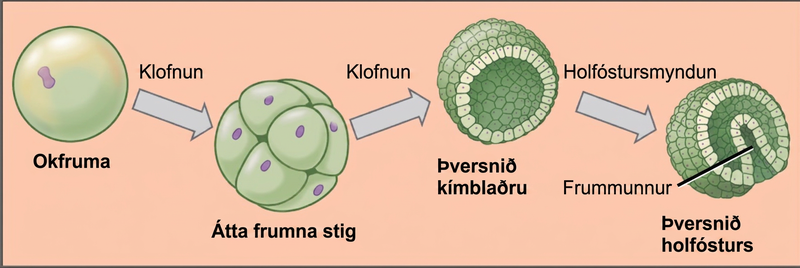 The left part of the illustration shows a single-celled zygote. The initial cleavage, or cell division, results in a ball of cells, called the eight-cell stage. The cells do not grow during cleavage, so the eight-cell stage ball is about the same diameter as the zygote. Further cleavage results in a hollow ball of cells called a blastula. Upon gastrulation, part of the ball of cells invaginates, forming a cavity called a blastopore.