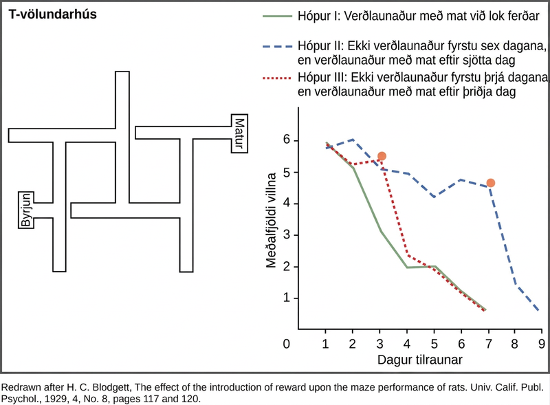 A diagram shows a rat maze that has several turns and dead ends. Next to this maze is a graph showing the average error of the rats navigating the maze plotted versus the day of the experiment. Rats that are rewarded at the end of each run learn the maze quickly, and the number of errors they make in navigating the maze rapidly drops from six on day one to one on day eleven. Rats that are not rewarded on the first two days but are rewarded from day three learn the maze slowly at first, but quickly after the reward is present. Rats that are not rewarded on the first six days but are rewarded starting at day seven gradually reduce the number of errors over the first six days, but rapidly reduce their errors after a reward is present.