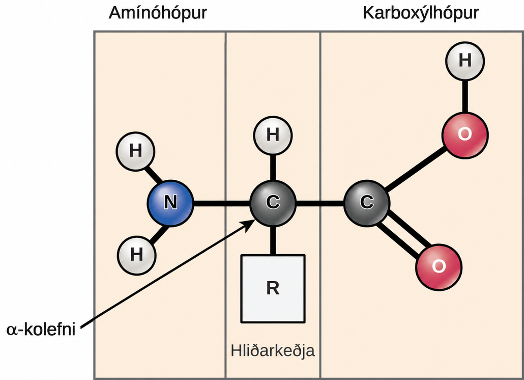 The molecular structure of an amino acid is given. An amino acid has an alpha carbon to which an amino group, a carboxyl group, a hydrogen, and a side chain are attached. The side chain varies for different amino acids, and is designated as the R - group.