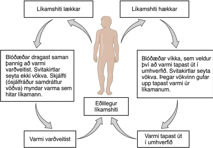 Flow chart shows how normal body temperature is maintained. If the body temperature rises, blood vessels dilate, resulting in loss of heat to the environment. Sweat glands secrete fluid. As this fluid evaporates, heat is lost from the body. As a result, the body temperature falls to normal body temperature. If body temperature falls, blood vessels constrict so that heat is conserved. Sweat glands do not secrete fluid. Shivering (involuntary contraction of muscles) releases heat which warms the body. Heat is retained, and body temperature increases to normal.