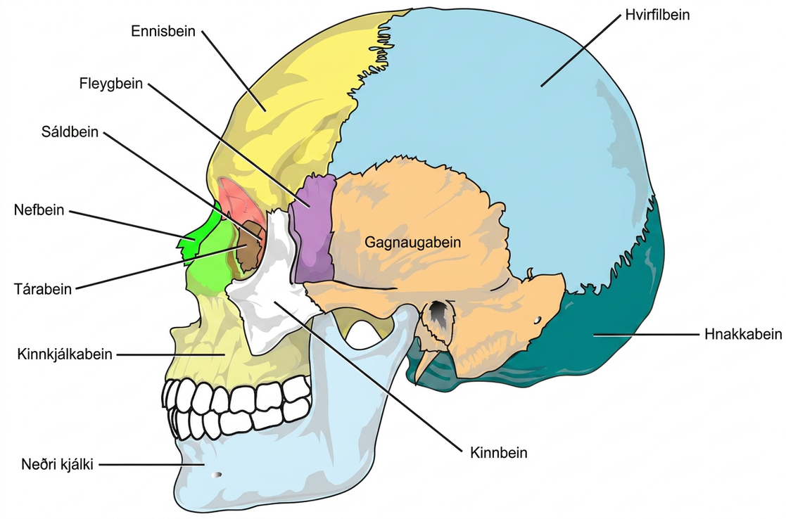 The bones of the skull are shown from the side. The mandible is the lower jaw bone. The maxilla is superior to the mandible, comprising the upper lip and side of the nasal region. The nasal bone is anterior. The lacrimal is on the inside of the eye socket. The ethmoid is posterior to the lacrimal. The frontal bone is large, and takes up the forehead region. The zygomatic, or cheekbone, is lateral to the eye socket. The sphenoid is just behind the zygomatic. The temporal bone makes up much of the side of the skull. The parietal is large, taking up much of the top and rear portions of the skull. The occipital bone makes up the lower back of the skull.