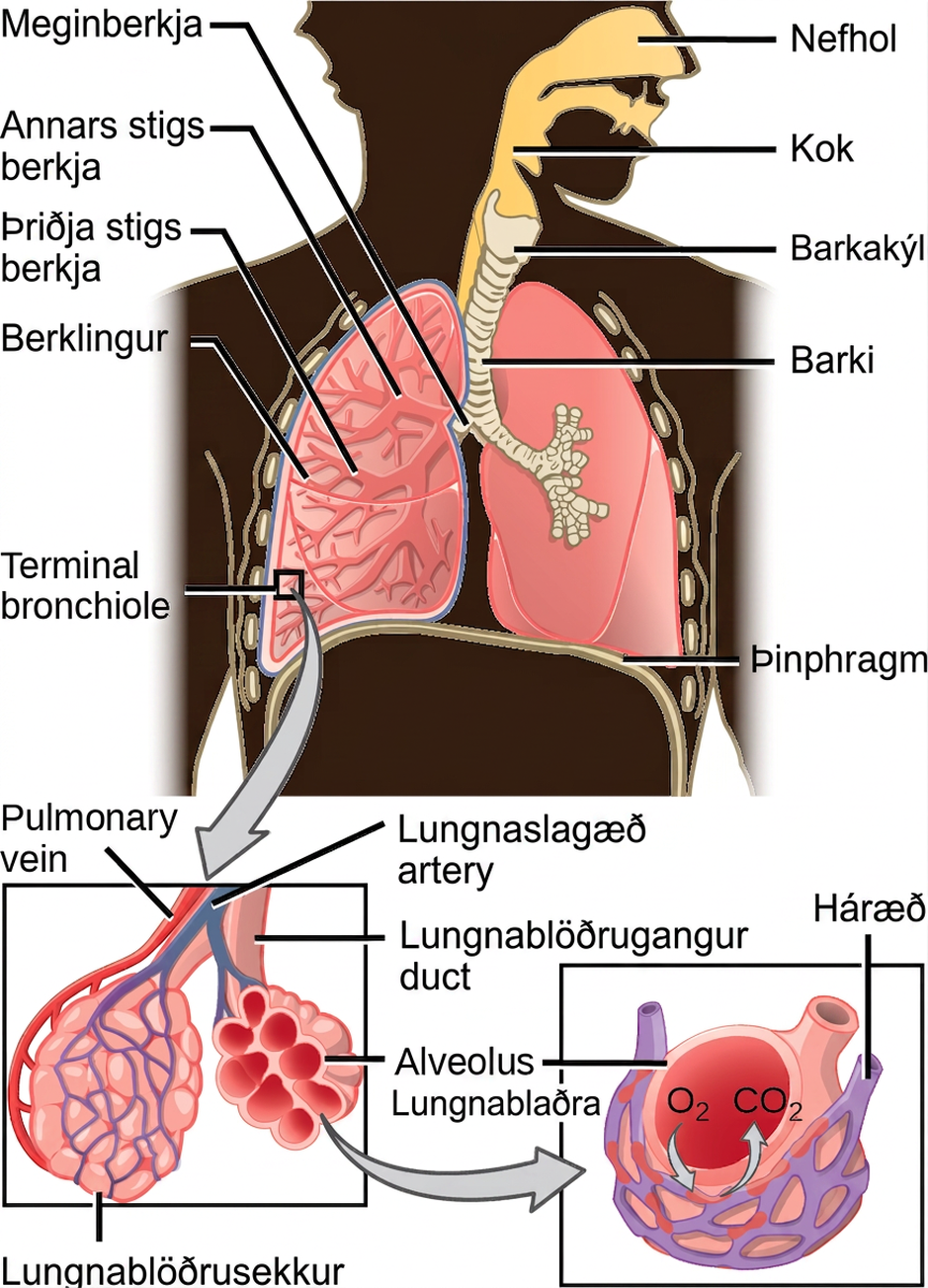 The illustration shows the flow of air through the human respiratory system. The nasal cavity is a wide cavity above and behind the nostrils, and the pharynx is the passageway behind the mouth. The nasal cavity and pharynx join and enter the trachea through the larynx. The larynx is somewhat wider than the trachea and flat. The trachea has concentric, ring-like grooves, giving it a bumpy appearance. The trachea bifurcates into two primary bronchi, which are also grooved. The primary bronchi enter the lungs, and branch into secondary bronchi. The secondary bronchi in turn branch into many tertiary bronchi. The tertiary bronchi branch into bronchioles, which branch into terminal bronchioles. Each terminal bronchiole ends in an alveolar sac. Each alveolar sac contains many alveoli clustered together, like bunches of grapes. The alveolar duct is the air passage into the alveolar sac. The alveoli are hollow, and air empties into them. Pulmonary arteries bring deoxygenated blood to the alveolar sac (and thus appear blue), and pulmonary veins return oxygenated blood (and thus appear red) to the heart. Capillaries form a web around each alveolus. The diaphragm is a membrane that pushes up against the lungs.