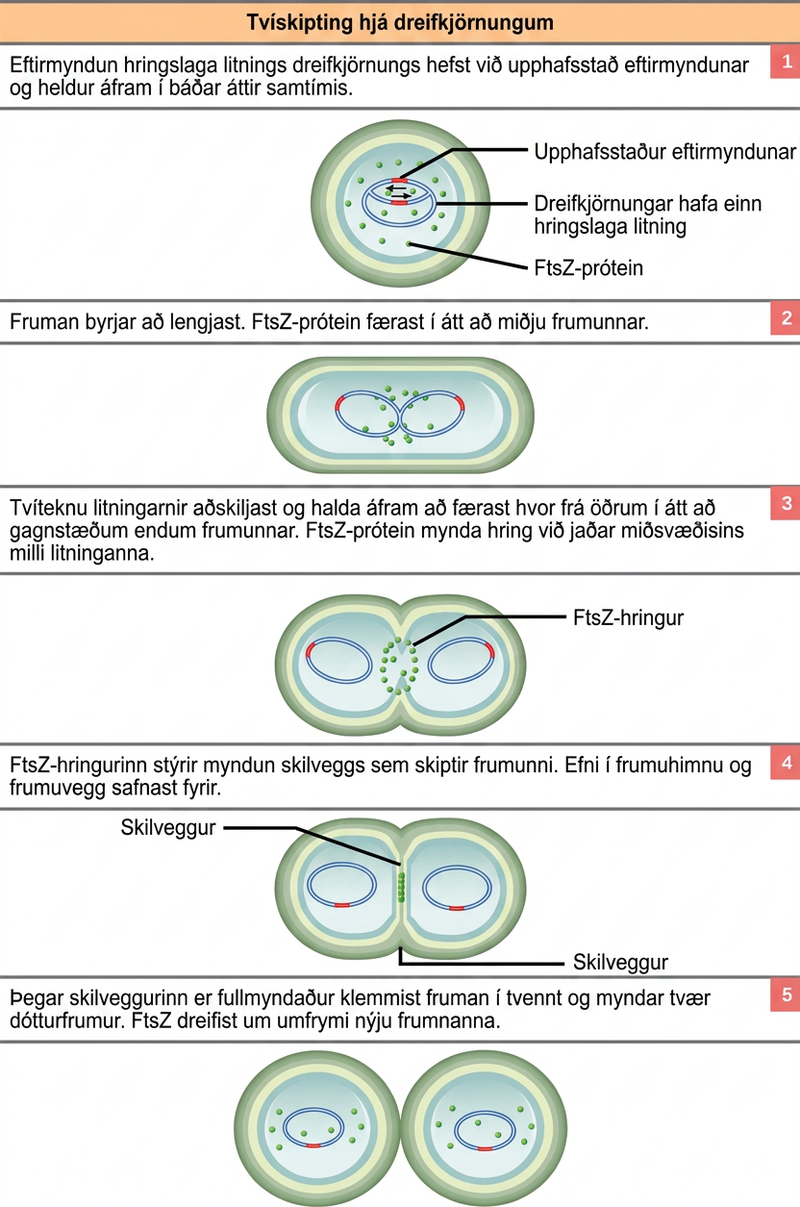 This illustration shows the steps of binary fission in prokaryotes. Replication of the single, circular chromosome begins at the origin of replication and continues simultaneously in both directions. As the D N A is replicated, the cell elongates, and upper case F lower case t lower case s upper case Z proteins migrate toward the center of the cell where they form a ring. The upper F lower t lower s upper Z ring directs the formation of a septum that divides the cell in two once D N A replication is complete.