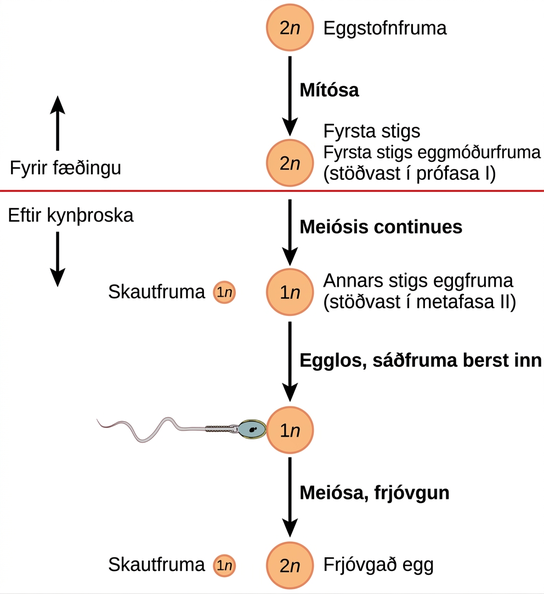 Oogenesis begins when the 2 n oogonium undergoes mitosis, producing a primary oocyte. The primary oocytes arrest in prophase I before birth. After puberty, meiosis of one oocyte per menstrual cycle continues, resulting in a 1 n secondary oocyte that arrests in metaphase I I and a polar body. Upon ovulation and sperm entry, meiosis is completed and fertilization occurs, resulting in a polar body, shown as 1 n, and a fertilized egg, 2 n.
