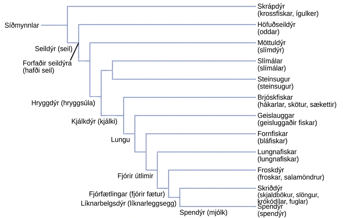 The deuterostome phylogenetic tree includes Echinodermata and chordata. Chordates possess an notochord and include chephalochordates (lancelets), urochordata (tunicates) craniata, which have a cranium. Craniata includes the Myxini (hagfish) and vertebrata, which possess a vertebral column. Vertebrata includes the Petromyzontida (lampreys) and Gnathostomes, which possess a jaw. Gnathostomes include Actinopterygii (ray finned fishes) and animals with four limbs. Animals with four limbs include Actinistia (coelacanths) , dipnoi (lungfishes) and tetrapods, or animals with four legs. Tetrapods include amphibian (frogs and salamanders) and Amniotic, which possess an amniotic egg. Amniota includes reptilian (turtles, snakes, crocodiles and birds) and mammalia, or animals that produce milk.