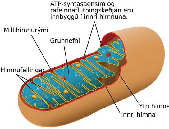 This illustration shows the structure of a mitochondrion, which has an outer membrane and an inner membrane. The inner membrane has many folds, called cristae. The space between the outer membrane and the inner membrane is called the intermembrane space, and the central space of the mitochondrion is called the matrix. A T P synthase enzymes and the electron transport chain are located in the inner membrane.