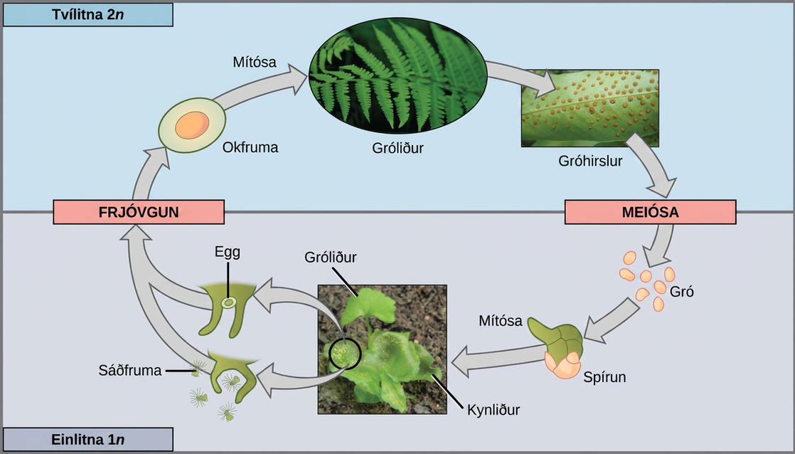This illustration shows the life cycle of fern plants. The diploid (2n) zygote undergoes mitosis to produce the sphorophyte, which is the familiar, leafy plant. Sporangia form on the underside of the leaves of the sphorophyte. Sporangia undergo meiosis to form haploid (1n) spores. The spores germinate and undergo mitosis to form a multicellular, leafy gametophyte. The gametophyte produces eggs and sperm. Upon fertilization, the egg and sperm form a diploid zygote.