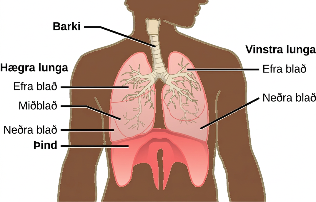 The illustration shows the trachea, which starts at the top of the neck and continues down into the chest, where it branches into the bronchi, which enter the lungs. The left lung has two lobes. The upper lobe is located in front of and above the lower lobe. The right lung has three lobes. The upper lobe is on the top, the lower lobe is on the bottom, and the middle lobe is sandwiched between them. The diaphragm presses against the bottom of the lungs and has the appearance of skin stretched over the top of a drum. Wide flaps of the diaphragm extend downward on the front left and right sides of the body. On the back, thin flaps of diaphragm stretch downward on either side of the spine.